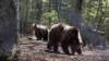 Rescued bears/Bulgaria