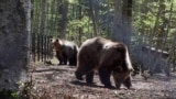 Rescued bears/Bulgaria