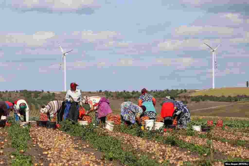 6 septembrie &ndash; Cules de ceapă la Hlinoaia, Edineț. Cadru din noul documentar al Europei Libere &bdquo;Agricultură la pământ&rdquo;. Mai este Republica Moldova o grădină înfloritoare, așa cum i se spunea în perioada sovietică? Și de ce se importă atâtea legume şi fructe dacă țara e vestită după rodnicul cernoziom? Răspunsuri - în noul film din seria &bdquo;Pur şi Simplu, Moldova&rdquo;, realizat de Eugenia Crețu şi Nicu Gușan, &bdquo;Agricultură la pământ&rdquo;.