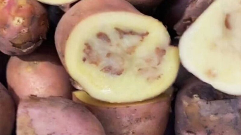 Arzan kartoşka adamlary ilki begendirdi soňra gynandyrdy