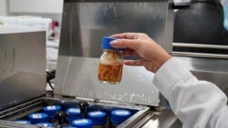 Chilei szappanfából vakcina: fenntartható-e a Novavax gyártása?