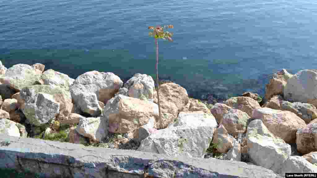 Айлант &ndash; уксусное дерево &ndash; вырос на молу среди камней