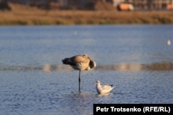 Фламинго и чайка на озере Талдыколь в столице. 14 сентября 2021 года