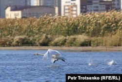 Лебедь на озере Талдыколь в столице. 14 сентября 2021 года