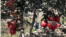 Tajikistan. Pomegranate. Videograb. October 2021 