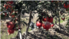 Tajikistan. Pomegranate. Videograb. October 2021 