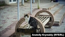 Аэрофлотский: новая жизнь крымского авиапоселка (фотогалерея)