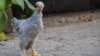 În martie 2023, Republica Moldova a obținut dreptul de a exporta carnea procesată de pasăre și ouă de consum ]n UE.