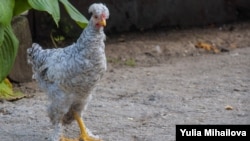 În martie 2023, Republica Moldova a obținut dreptul de a exporta carnea procesată de pasăre și ouă de consum ]n UE.