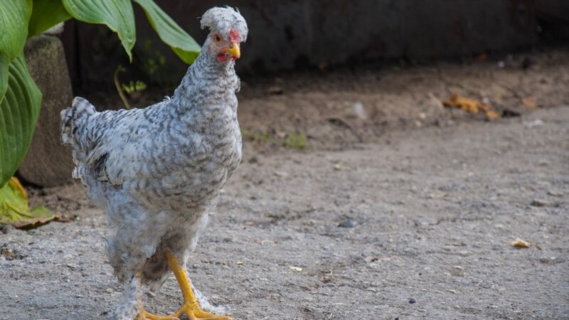 R. Moldova va putea exporta carne de pasăre proaspătă în Uniunea Europeană