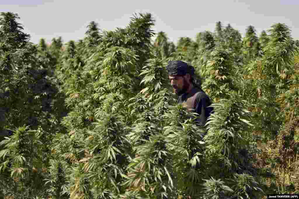 A farmer works at a cannabis plantation in the Panjwai district of Afghanistan&#39;s Kandahar Province.&nbsp;