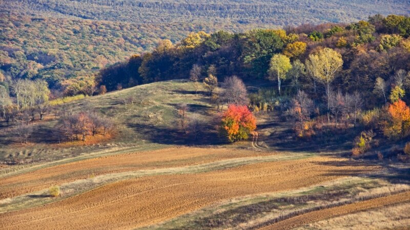 În Moldova, pădurile ocupă numai 11-13% din teritoriu, iar defrișările sunt în creștere