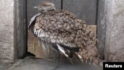 A houbara bustard is seen at a zoo in Lahore.