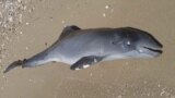 Zeci de mii de delfini au murit din cauza războiului din Ucraina 