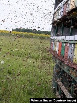 A nektárgyűjtés időszakában több mint hatvanezer dolgozót számlál egy méhkaptár