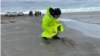 Один из мертвых тюленей, найденных на берегу Каспия в начале декабря