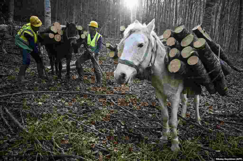 Woodcutters stack firewood on horses in mountains near Teteven, Bulgaria, on December 8. A surge in the use of wood and coal to heat homes in Europe has led to alarming pollution statistics to emerge in some European countries. &nbsp;