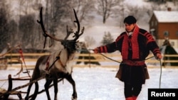  Саами мъж от Норвегия води елен, 1994 година 