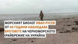 Десетки хиляди делфини в Черно море също са жертва на войната в Украйна