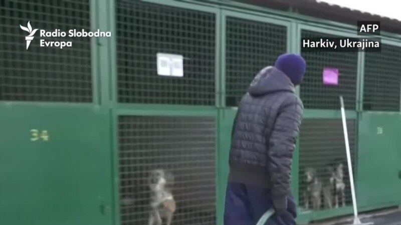 Utopljavanje azila za pse u Harkivu