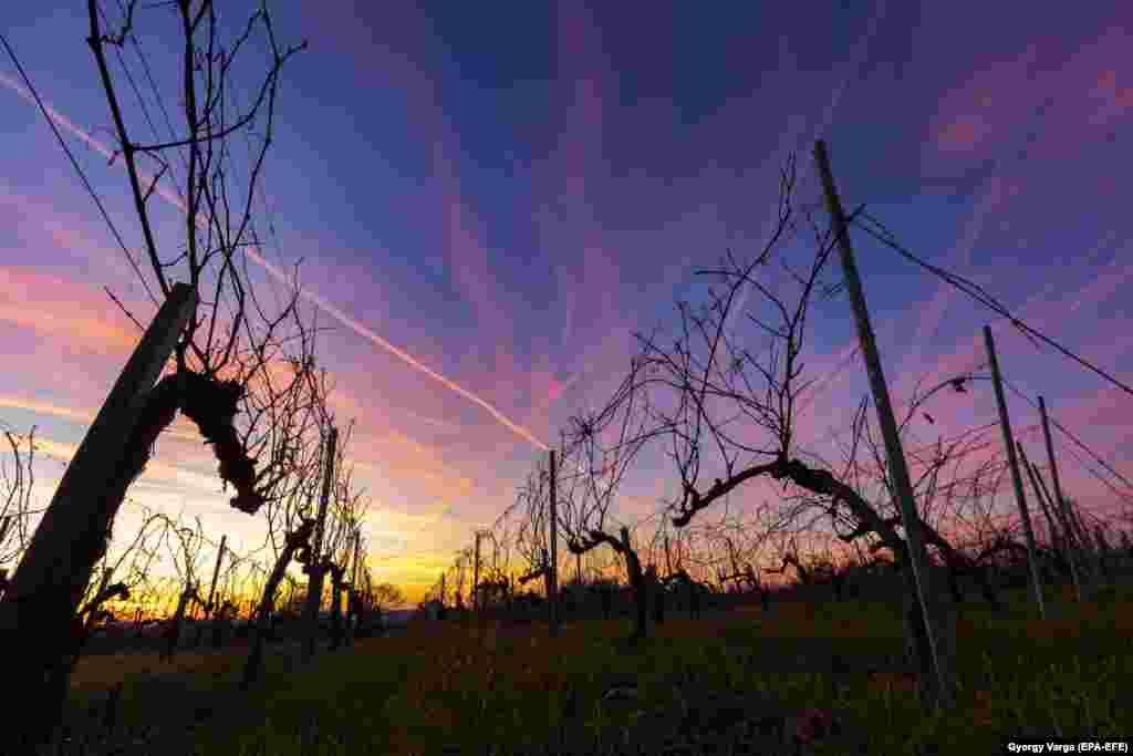 Освещенные заходящим солнцем инверсионные следы в небе над виноградником в деревне Нагирада, Венгрия.