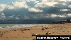 Погибшие тюлени на побережье в Дагестане. Декабрь 2022 года 