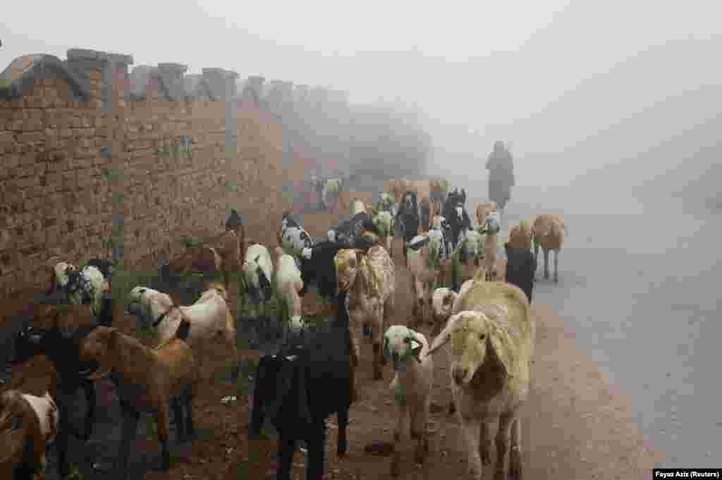 A woman guides her herd of goats amid the morning fog in Peshawar, Pakistan, on December 22.&nbsp;
