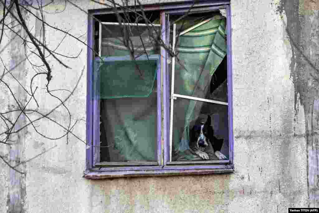 A dog looks out of the window of a destroyed residential building in Bakhmut in Ukraine&#39;s Donetsk region.&nbsp;