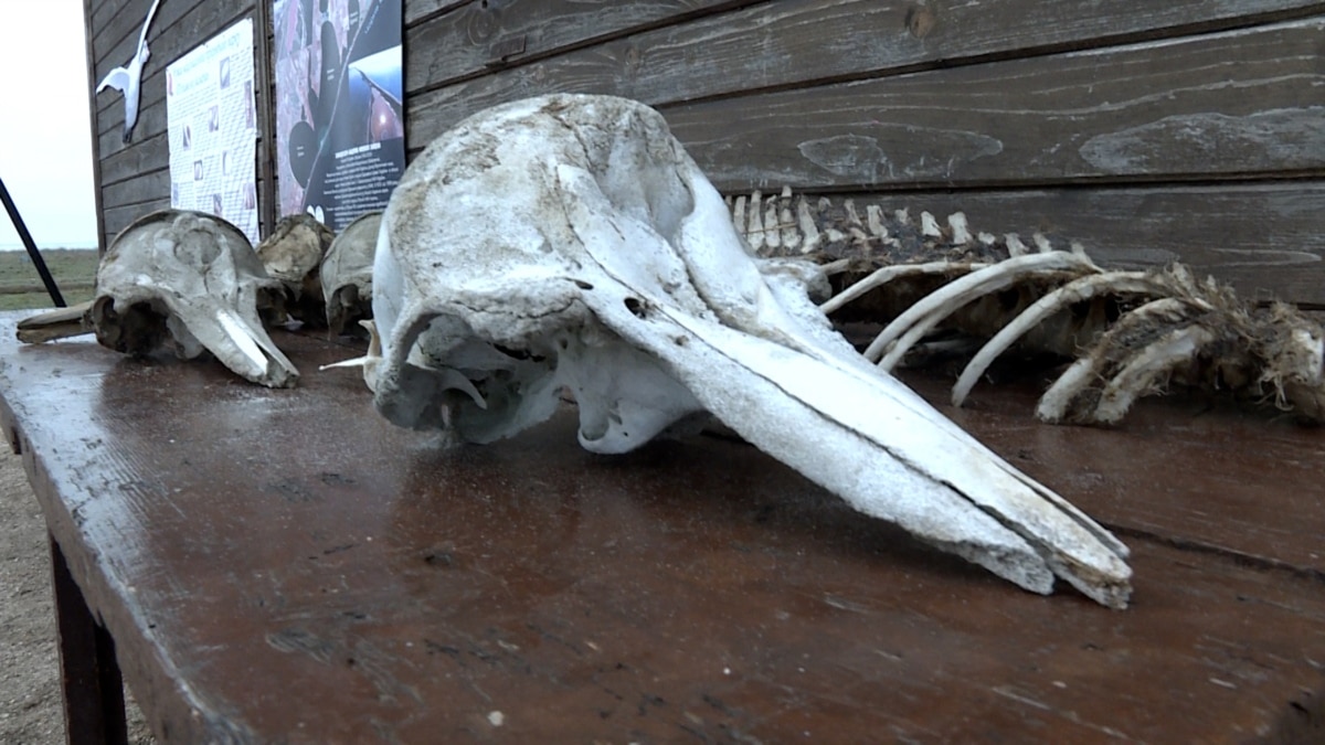 Tens Of Thousands Of Dead Dolphins Among Environmental Casualties Of Ukraine War