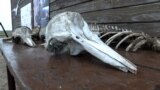 Tens Of Thousands Of Dead Dolphins Among Environmental Casualties Of Ukraine War video grab 2