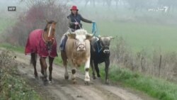 فرانسوۍ مېرمن وايي غوایې یې د اس خويونه کوي