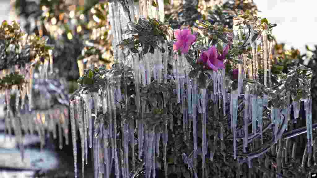 Ledenice na ukrasnim biljkama u Plant Sitiju, 24. decembra