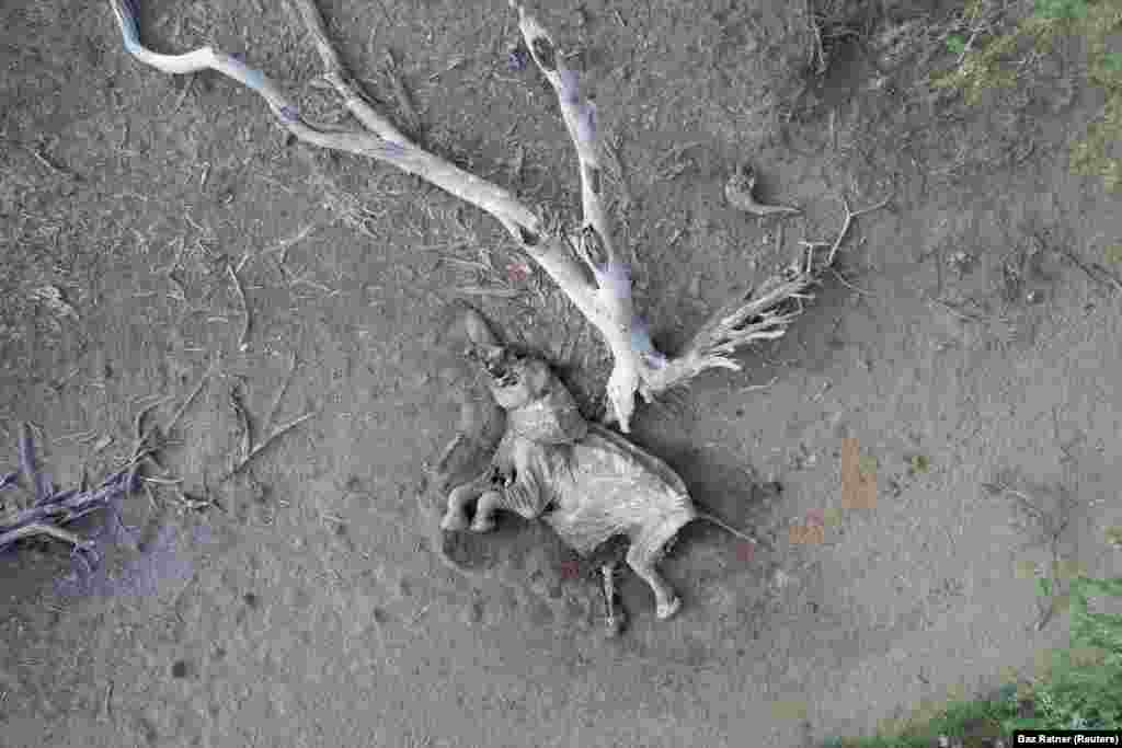 Биыл Африканы құрғақшылық қысты. 22 қыркүйекте түсірілген суретте Кениядағы ұлттық табиғи паркте жатқан пілдің өлексесі бейнеленген