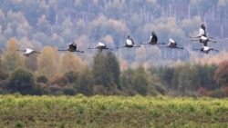 Журавы. Ілюстрацыйнае фота