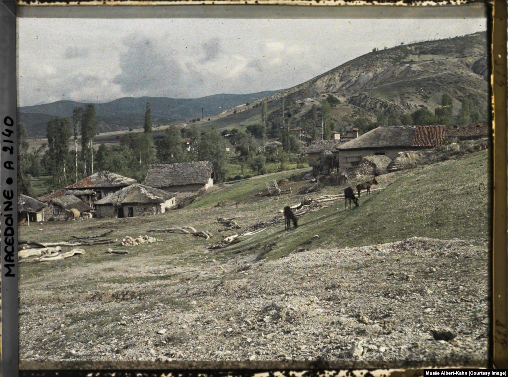 Kuajt që kullosin në kodrat rreth Openicës, në atë që tani është Maqedonia e Veriut, më 1913.