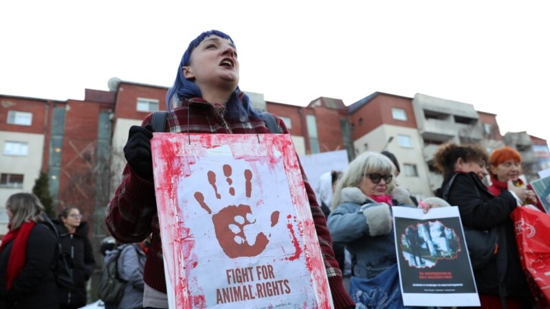 Активисти со протест пред Владата бараат решение за кучињата скитници 