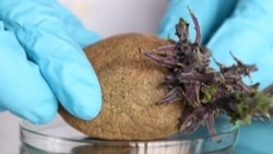 Naučnici spašavaju autohtoni krompir u Kolumbiji