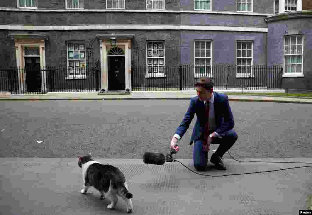 Televizijski voditelj u razgovoru sa poznatim mačkom Larryjem ispred Downing Streeta 10 u Londonu, sjedišta britanskog premijera, Velika Britanija, 12. april.