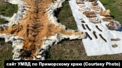 Приморский край, шкура и кости амурского тигра, изъятые у местного жителя.