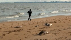 Hazar deňziniň ýakasyndaky ýurtlaryň kenarlarynda öli düwlenler soňky birnäçe ýyl bäri ýygy-ýygydan tapylýar. 