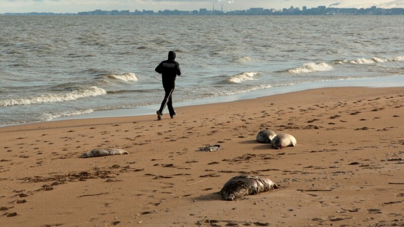 Hazaryň türkmen kenarynda düwlenleriň ýüzlerçe maslygy tapylýar - çeşmeler