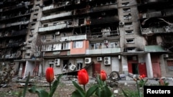 Тюльпаны перед жилым домом, сильно пострадавшим в результате обстрелов и бомбардировок Мариуполя, 21 апреля 2022 года