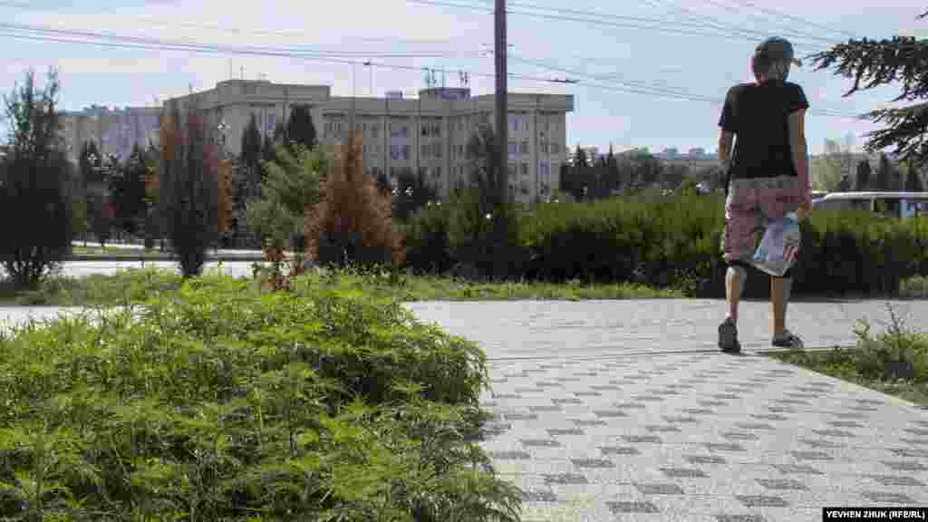 Кусты амброзии напротив Гагаринской райадминистрации. Несколько недель назад растения скосили, но они снова выросли на том же месте