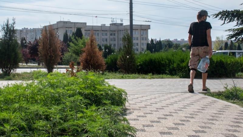 Как в Крыму победила амброзия: и ботаническая, и политическая