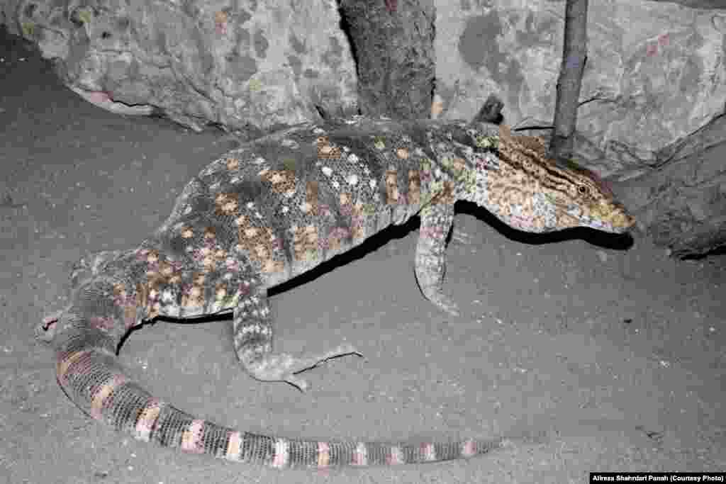 نام علمی: Varanus bengalensi، نام فارسی: بزمجه هندی، نام انگليسی: Indian Monitor، طول پوزه تا مخرج: ۶۰ و طول دم ۹۰ سانتيمتر، پراکندگی در ايران: سيستان بلوچستان، کرمان، هرمزگان