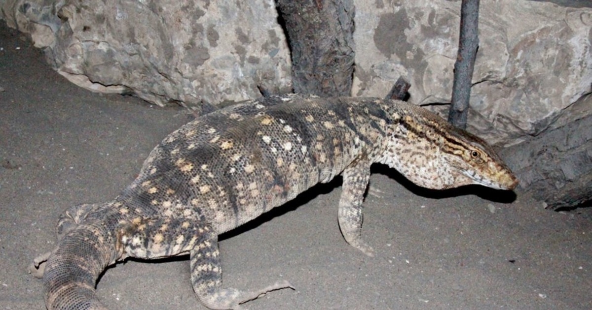 Порно және Хэллоуин