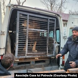 Leul Simba va rămâne pentru următoarele câteva luni la grădina zoologică din Rădăuți, urmând ca ulterior să fie preluat de un sanctuar din străinătate.