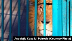 Leul Simba a fost adus în România din Ucraina de către reprezentanții unei asociații de protecție a animalelor. El va ajunge în Spania sau Africa de Sud. 