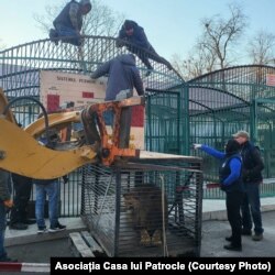 La grădina zoologică din Rădăuți, Suceava, oamenii au adus un leu salvat din Zaporojie, Ucraina. În multe din grădinile zoo ucrainene, animalele rămân vulnerabile în fața bombelor și gloanțelor.