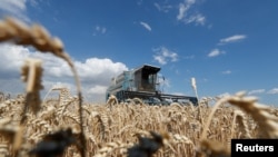 Russia and Ukraine account for nearly one-third of global wheat supplies. (file photo)